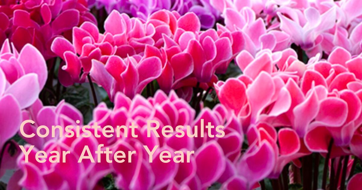 Cylamen BISOUS by Morel