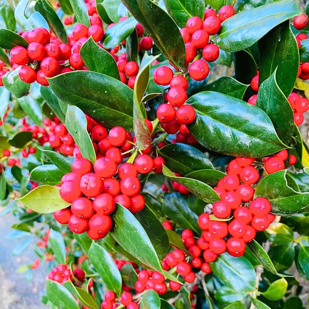 Holly, a.k.a, Ilex Opaca