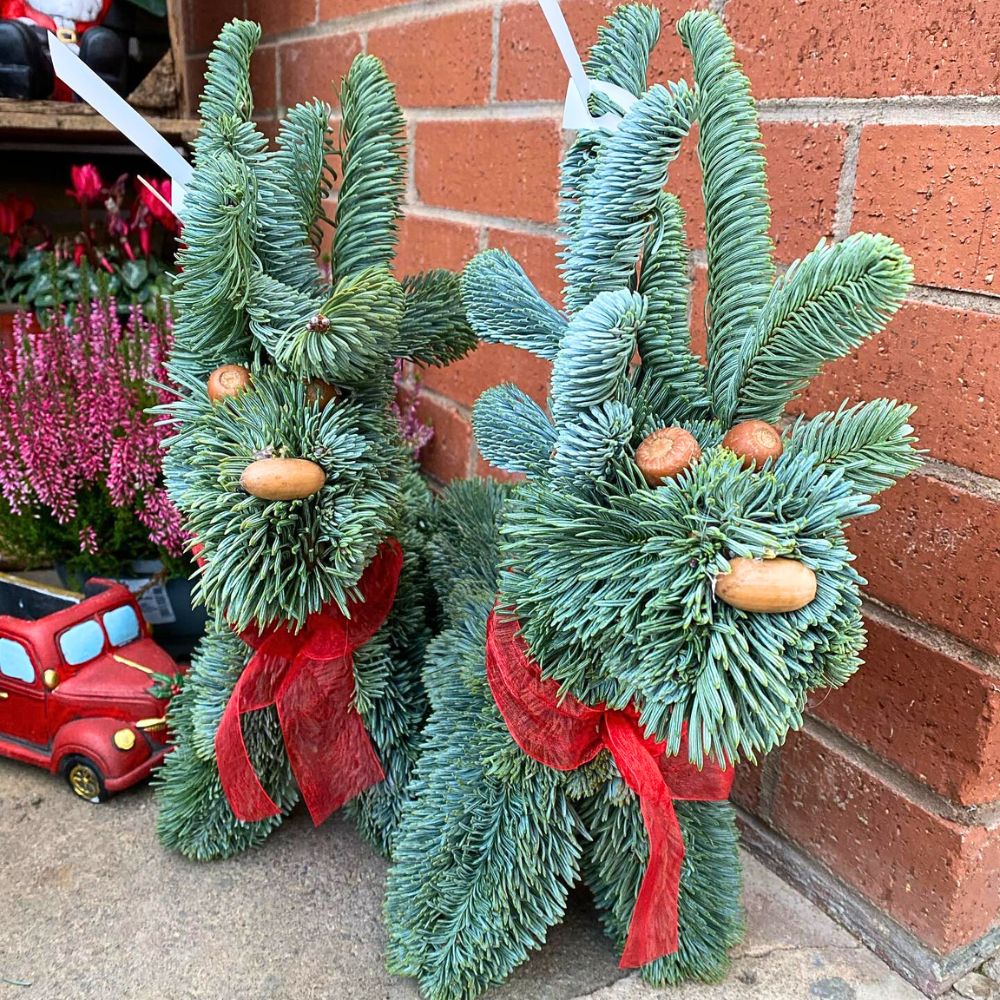 Designed Noble Fir for Christmas