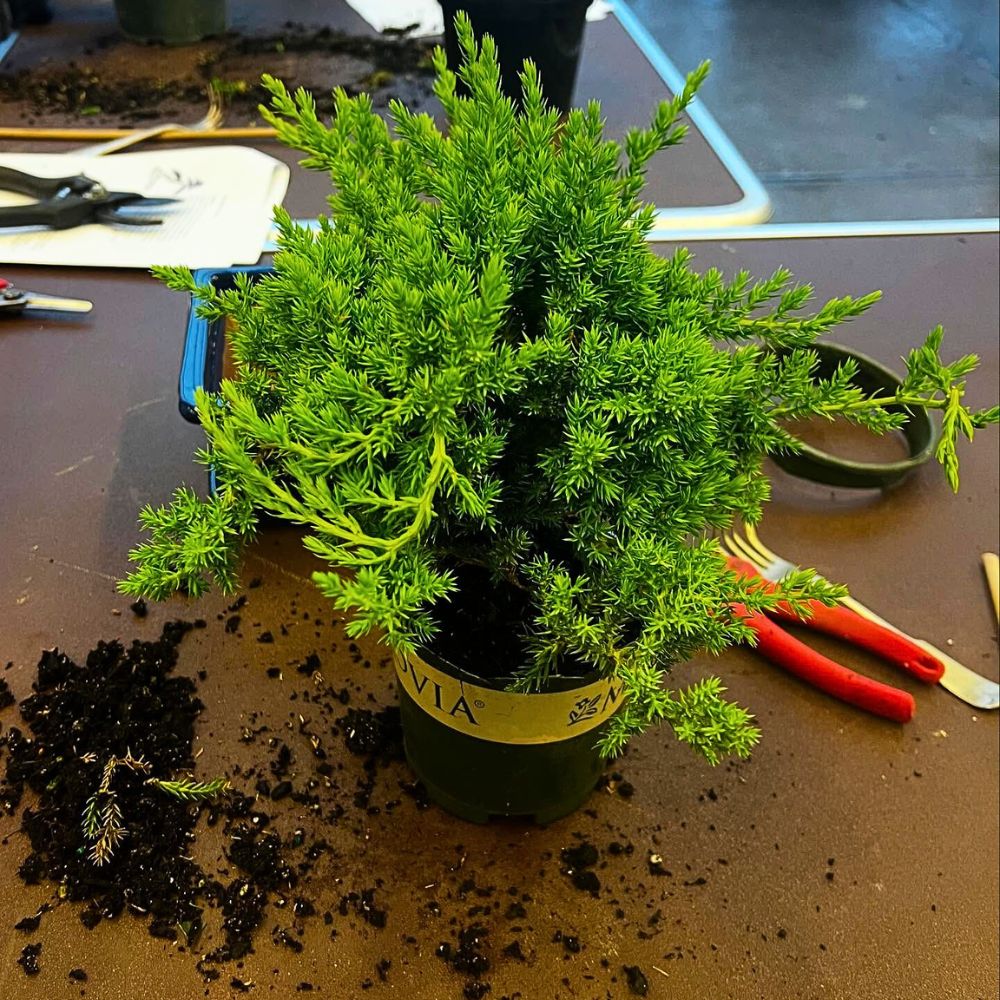 A young potted juniper plant