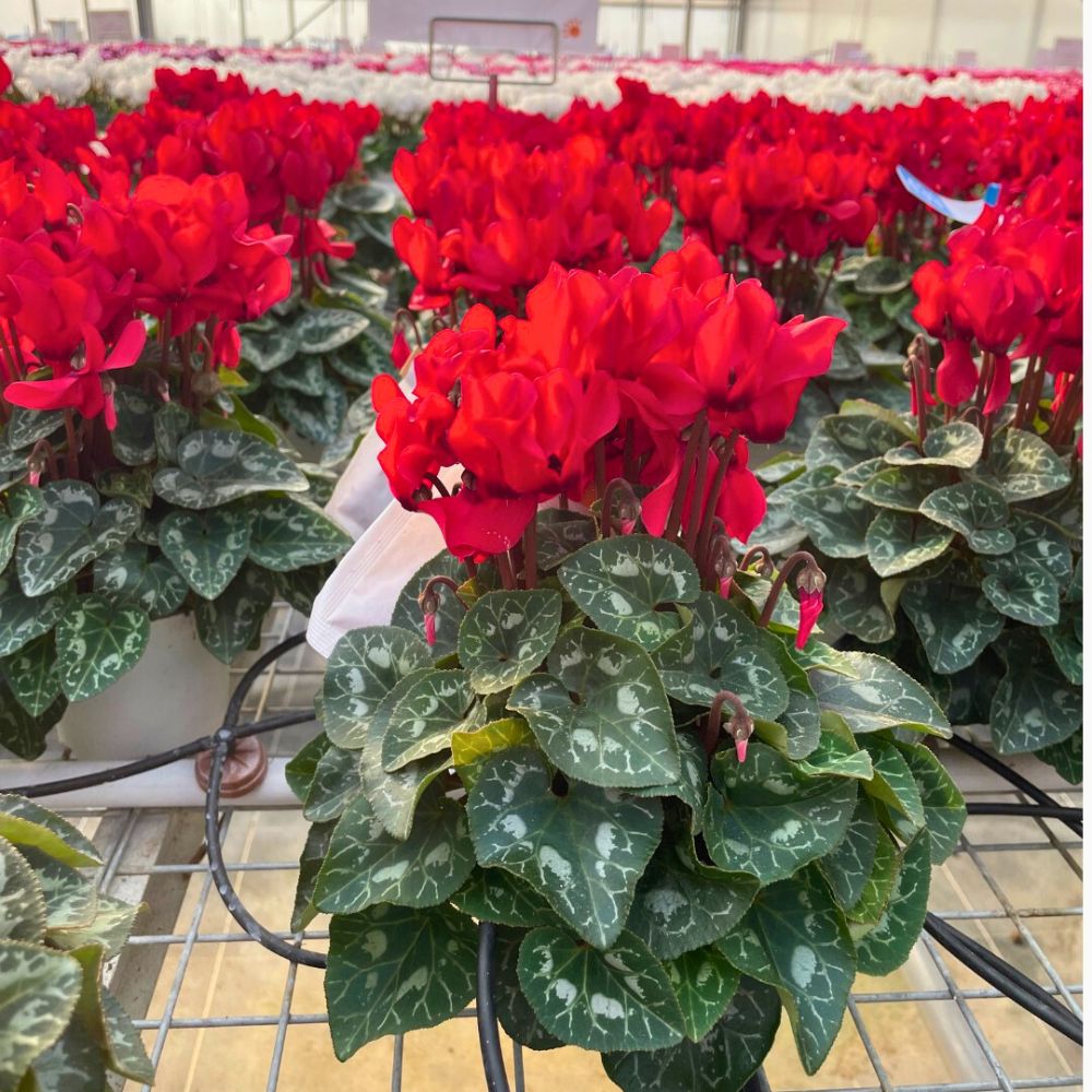 Red Cyclamen from Morel Flowers