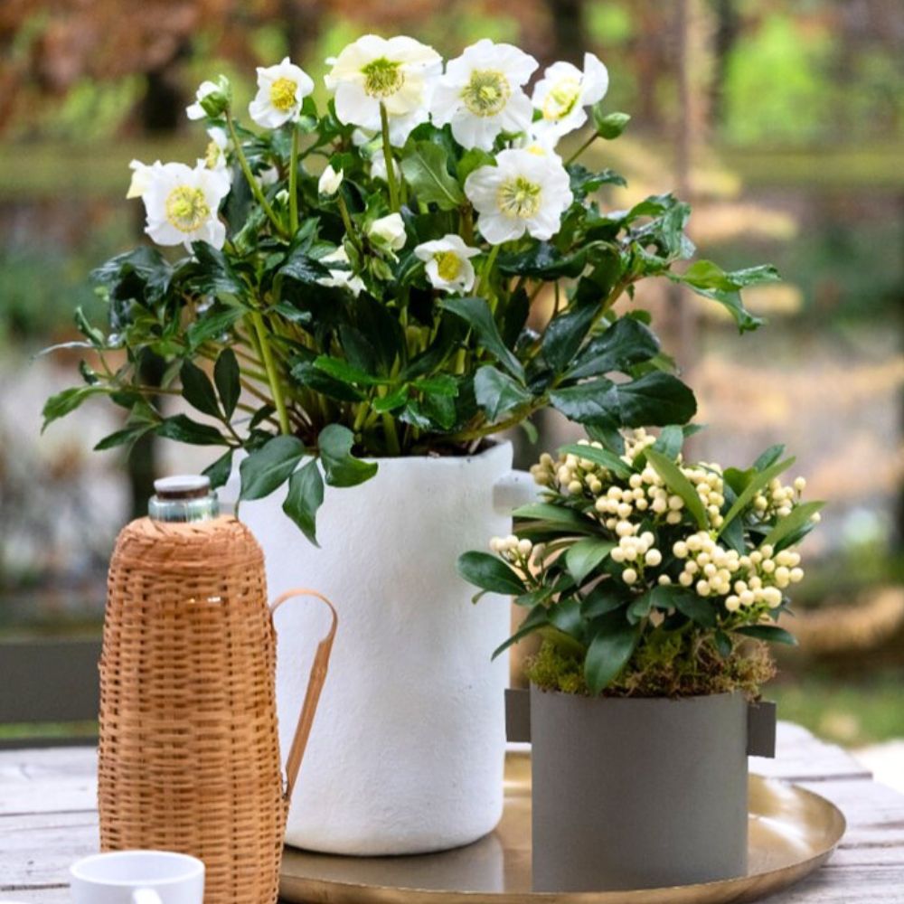 Helleboros from the breeder HilverdaFlorist