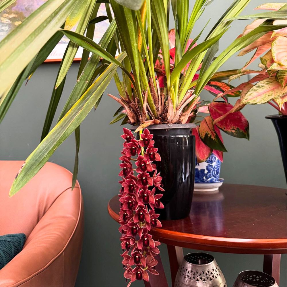Colorful potted Cymbidium, flowering indoors