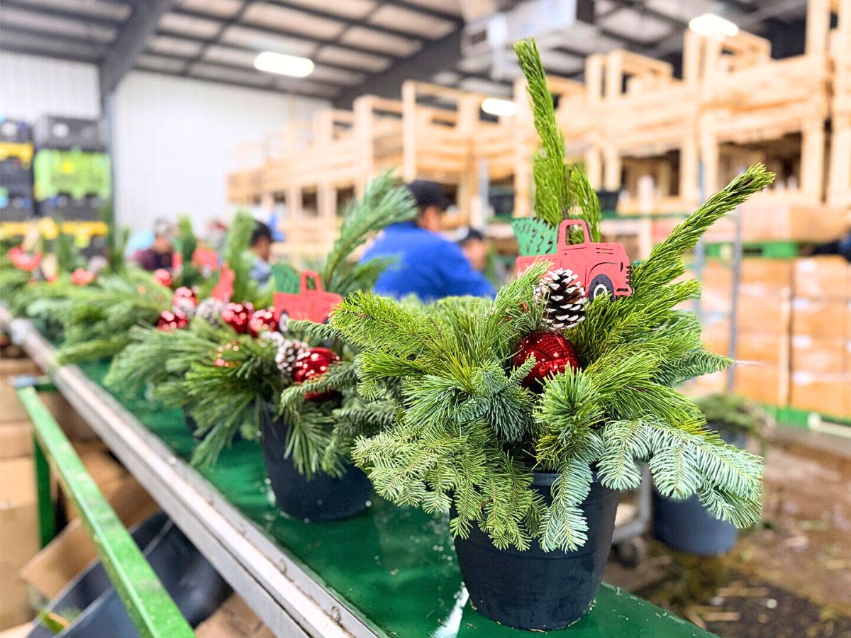 Christmas plants and flowers for holiday decor