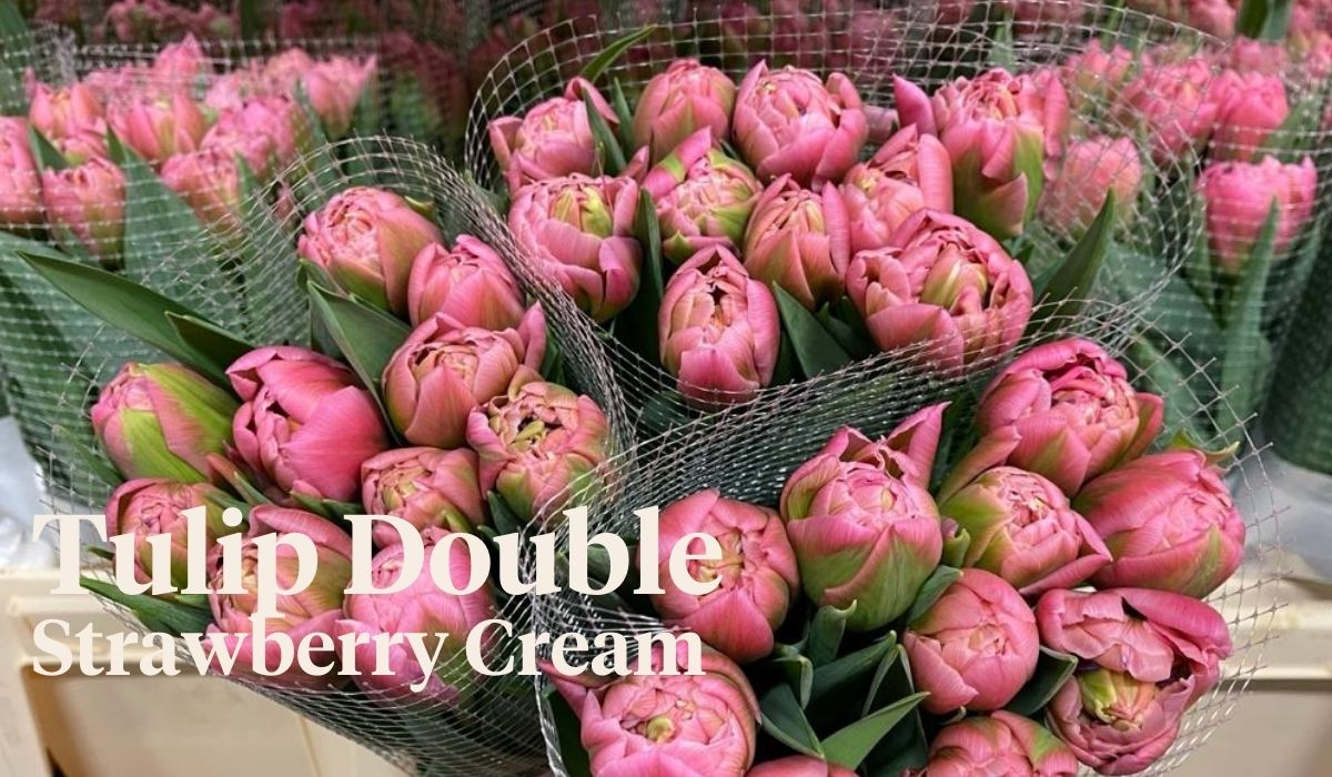 Peter van Delft weekly Menu - Tulip Strawberry cream