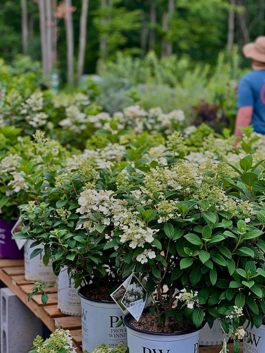 AIPH Welcomes EU–UK SPS Deal to Protect Horticulture Supply Chains