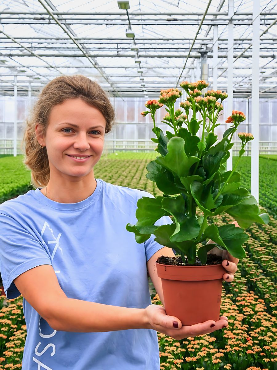 AIPH Welcomes EU–UK SPS Deal to Protect Horticulture Supply Chains