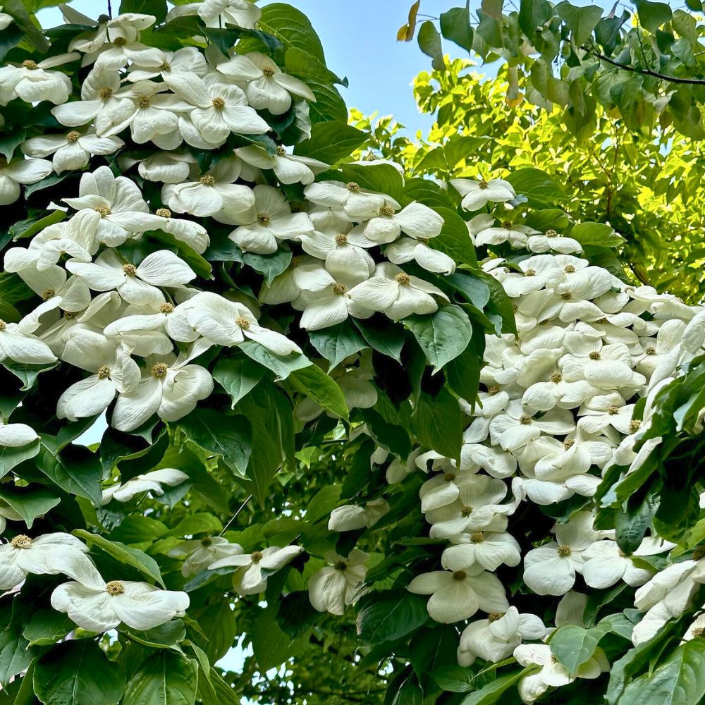 The showy dogwood flowers