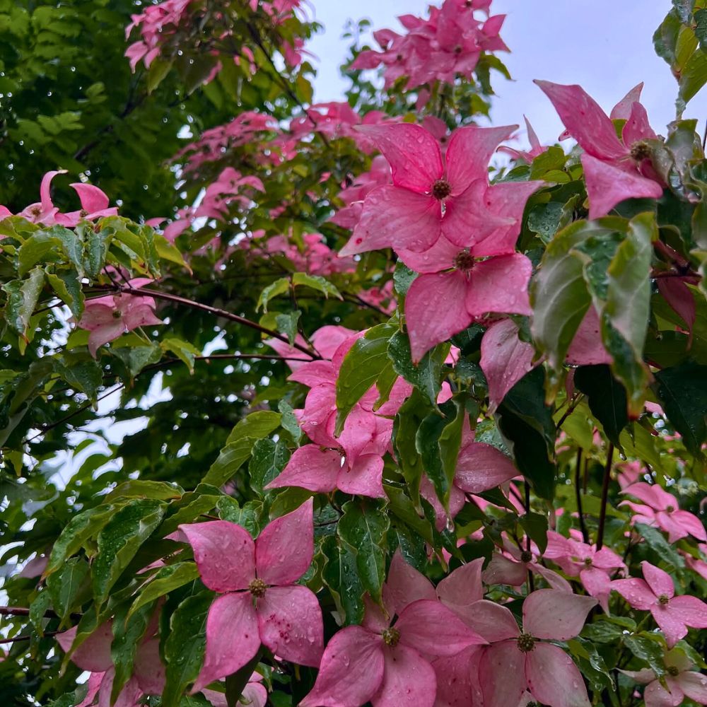 A pink dogwood flowers on a rainy day