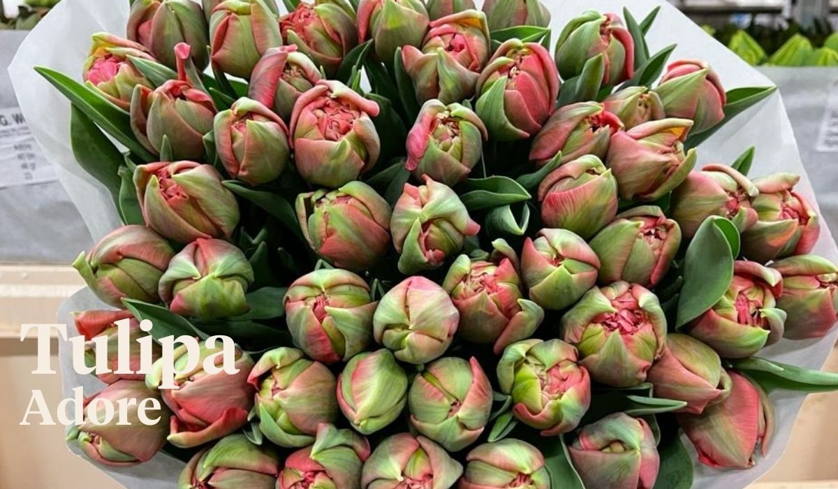 Peter van Delft weekly Menu - Tulipa Adore