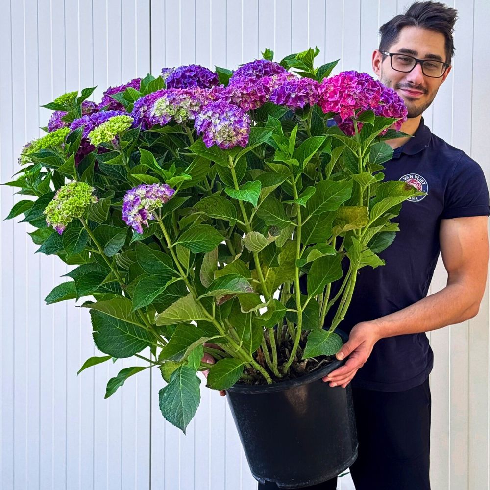 AIPH Welcomes EU–UK SPS Deal to Protect Horticulture Supply Chains