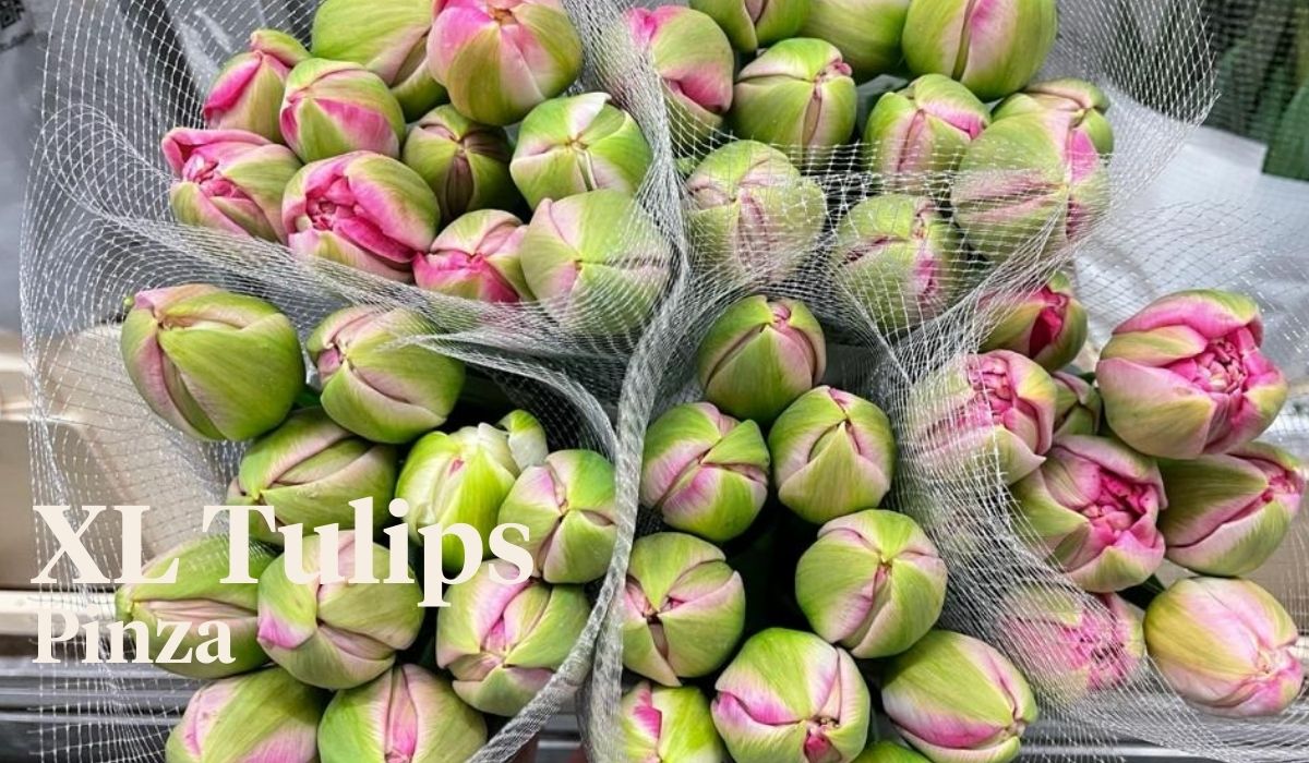 Peter van Delft weekly Menu - Tulips XL Pinza