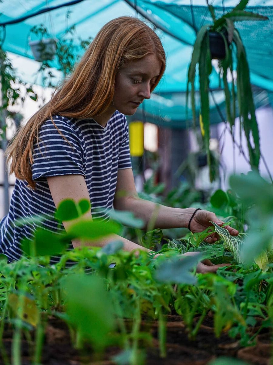 Making a Case for Peat-Free Substrates for Sustainable Flower Production