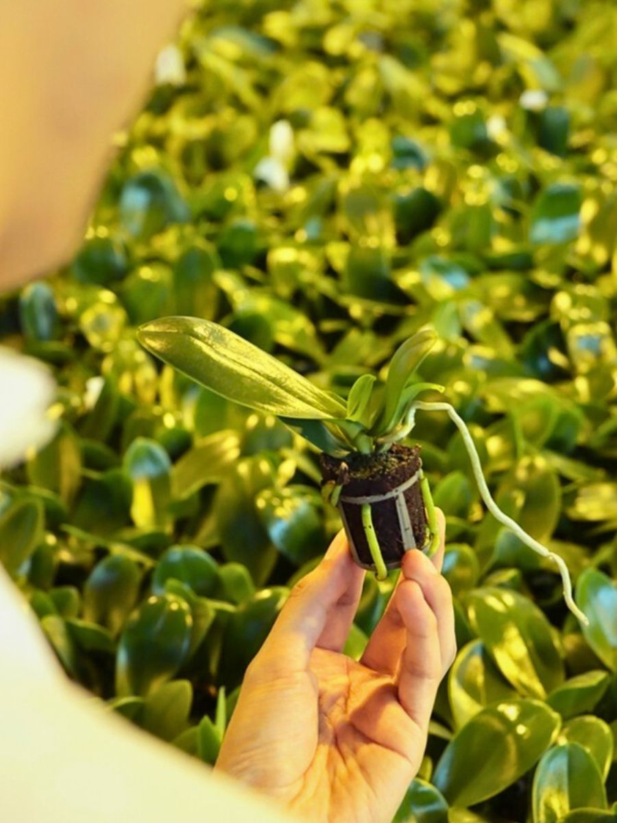 Making a Case for Peat-Free Substrates for Sustainable Flower Production