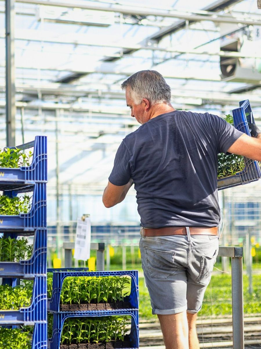 Making a Case for Peat-Free Substrates for Sustainable Flower Production