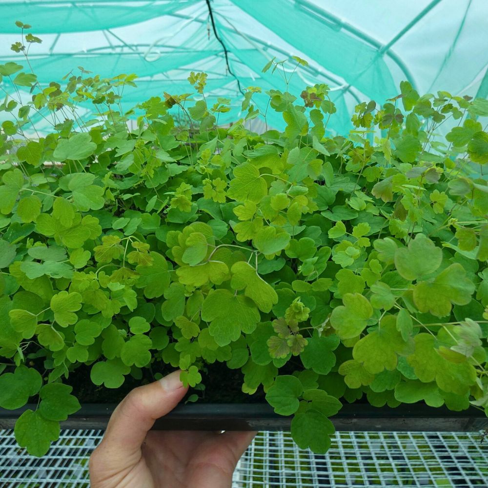 Making a Case for Peat-Free Substrates for Sustainable Flower Production