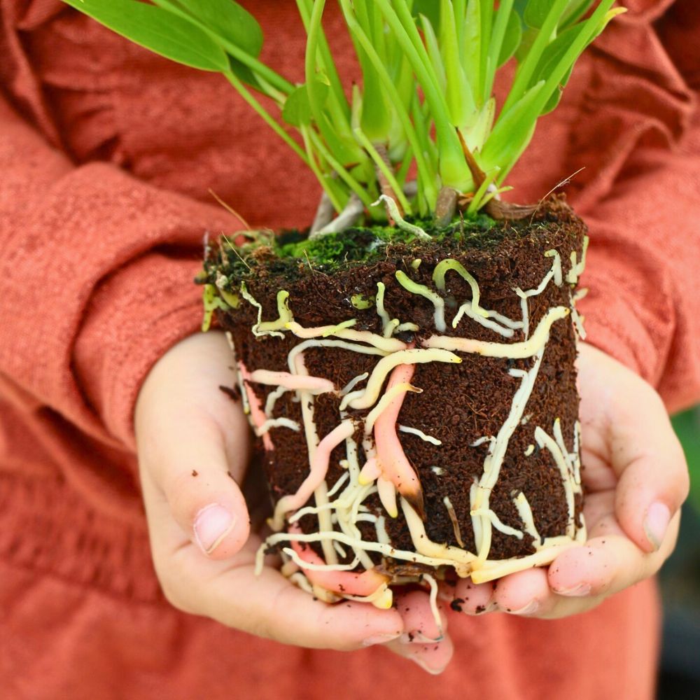 Making a Case for Peat-Free Substrates for Sustainable Flower Production