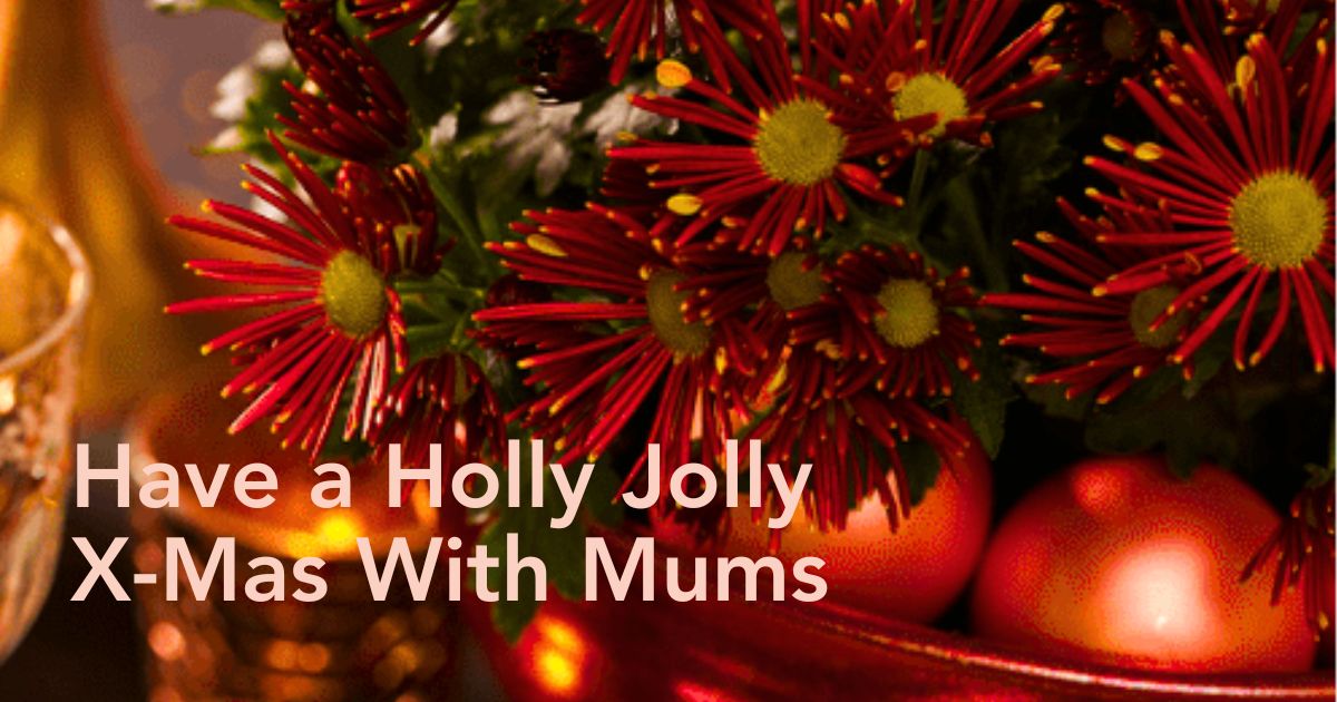 Sollinea in pot by Royal Van Zanten