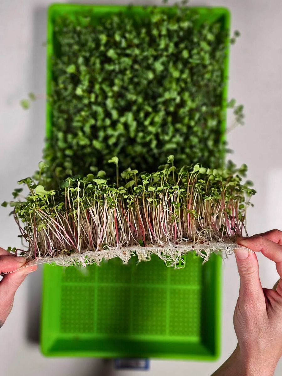 Making a Case for Peat-Free Substrates for Sustainable Flower Production