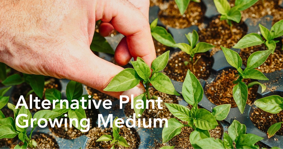 Making a Case for Peat-Free Substrates for Sustainable Floral Production - Thursd Blog