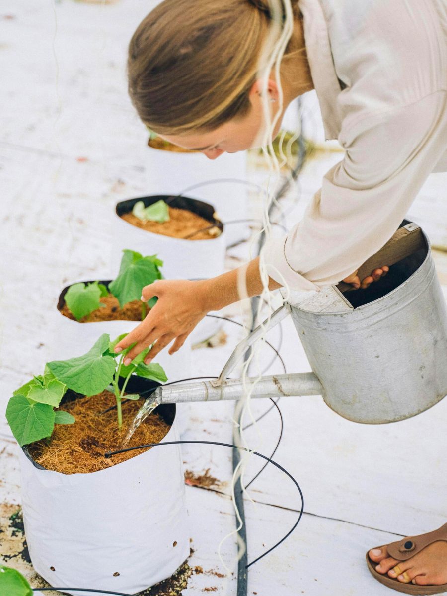 Making a Case for Peat-Free Substrates for Sustainable Floral Production - Thursd Blog