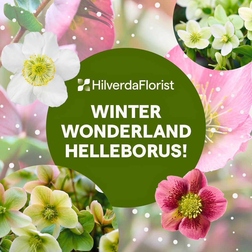 Winter Wonderland Helleborus HilverdaFlorist