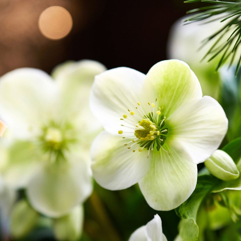 Helleborus Awesome HilverdaFlorist