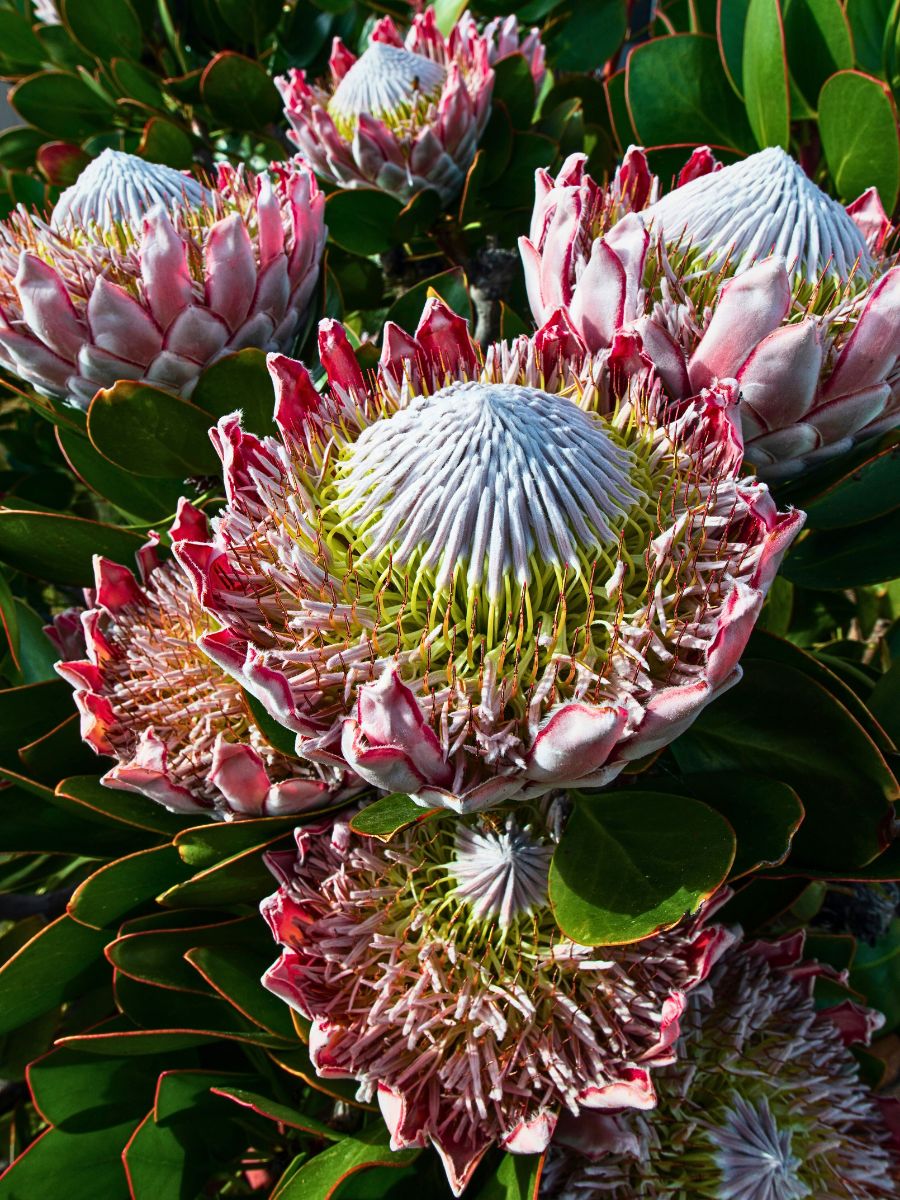 King Proteas are a charm to add to any floral arrangement and add a blend of mystery and daring persona to its visuals