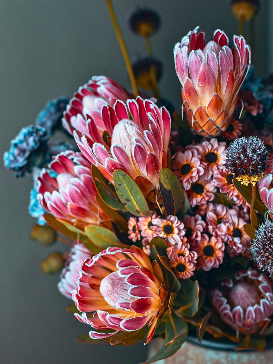 The King Protea also called Protea cynaroides is an iconic and visually striking flower