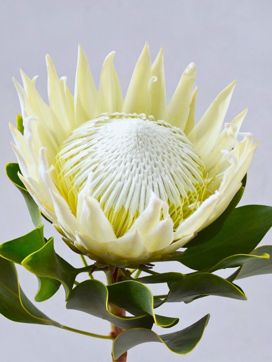 Protea Ayoba Arctic Ice