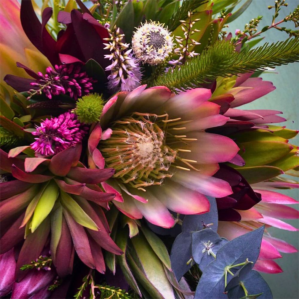 Common Sugarbush Protea opening up in a bouquet