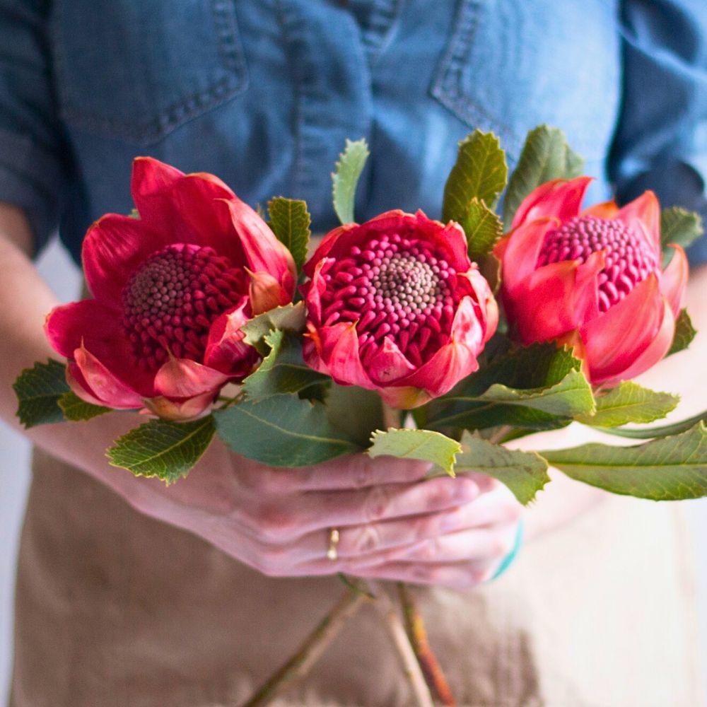Proteas also carry significant meaning when presented as gifts