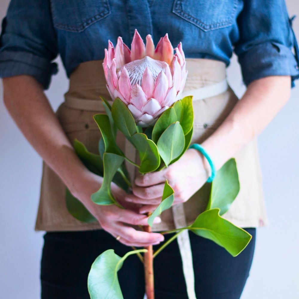 You can make beautiful floral arrangements with Pink Ice Protea