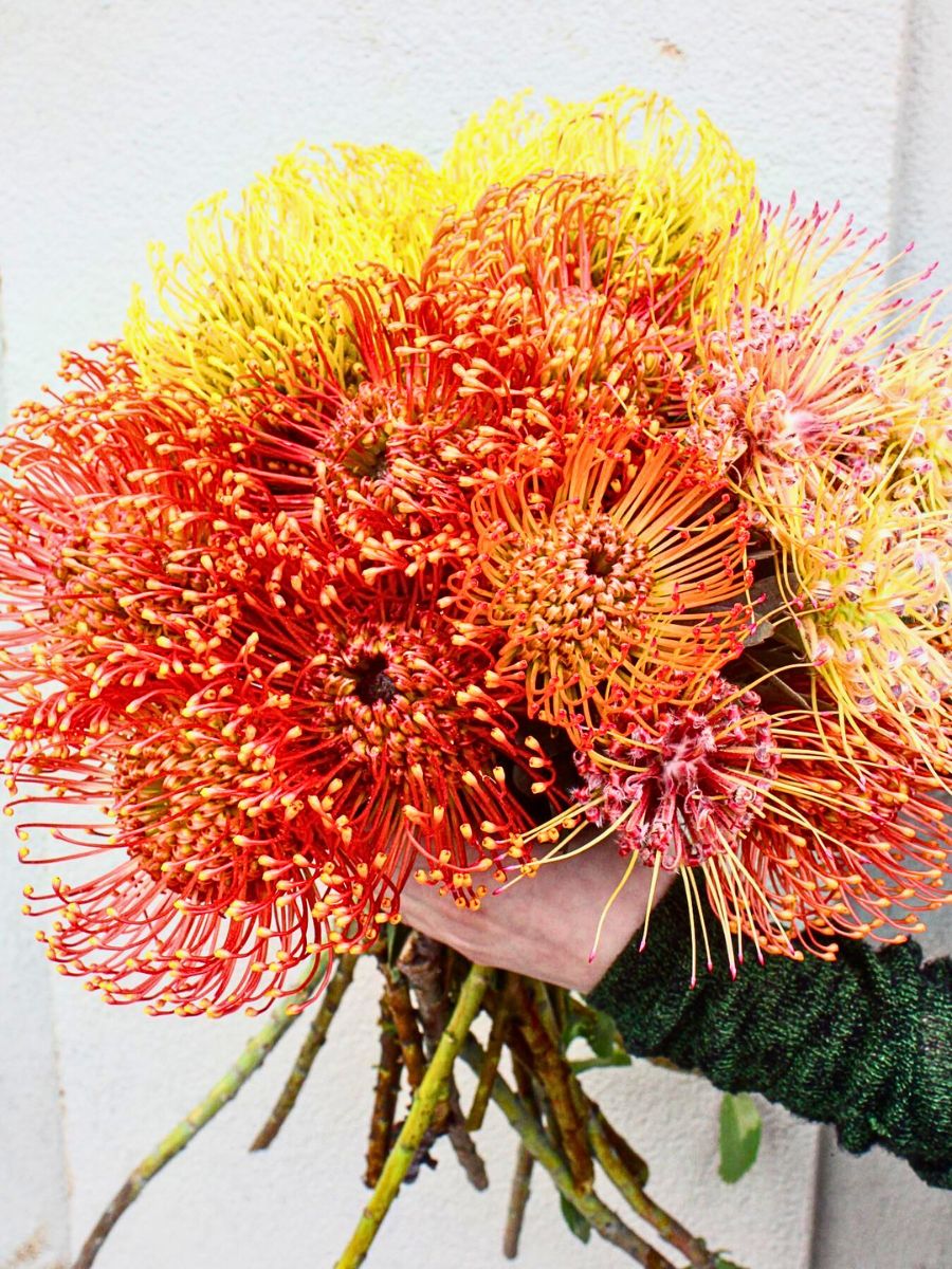 Pincushion protea flower