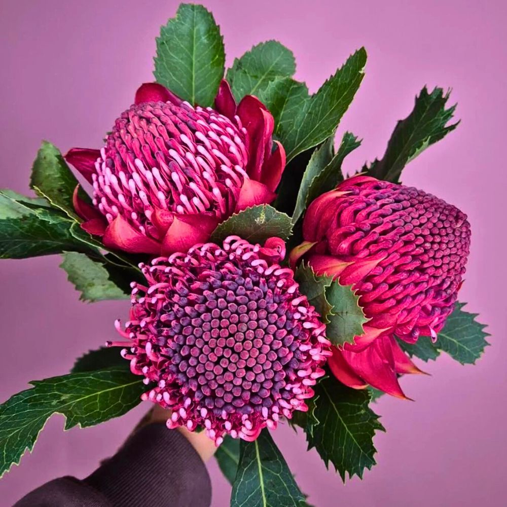 Typical pink blossoms of the Telopea Waratah