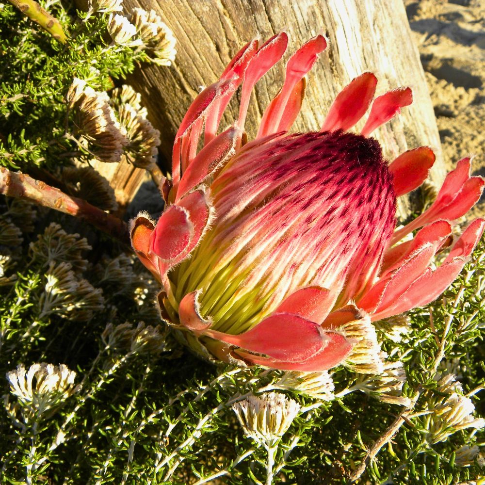 Protea flowers are ideal for bridal bouquets