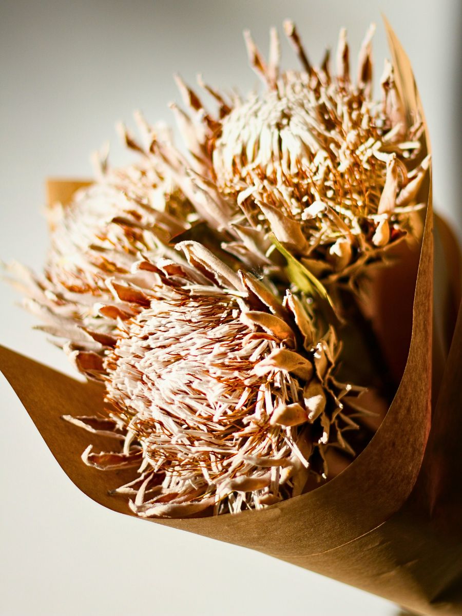 bouquet made using dried Protea