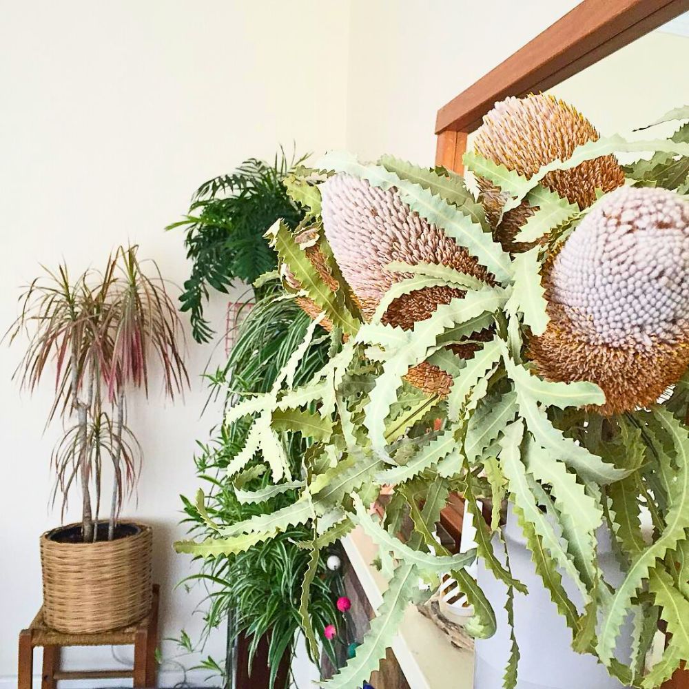 Banksia in a bouquet