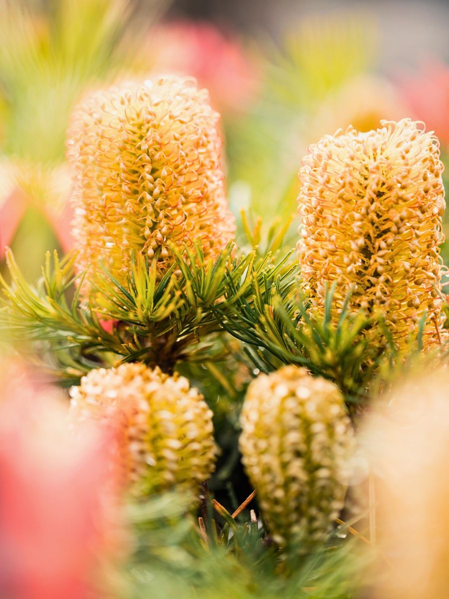 closeup of Banksia