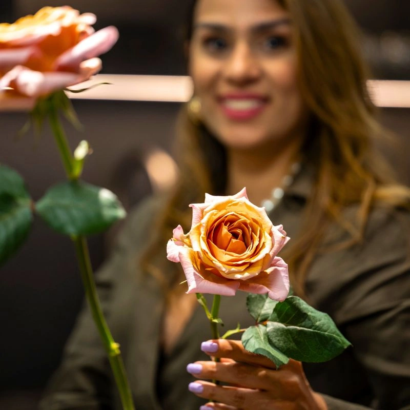 United Selections’ Roses That Will Shine in Your Designs Each Season