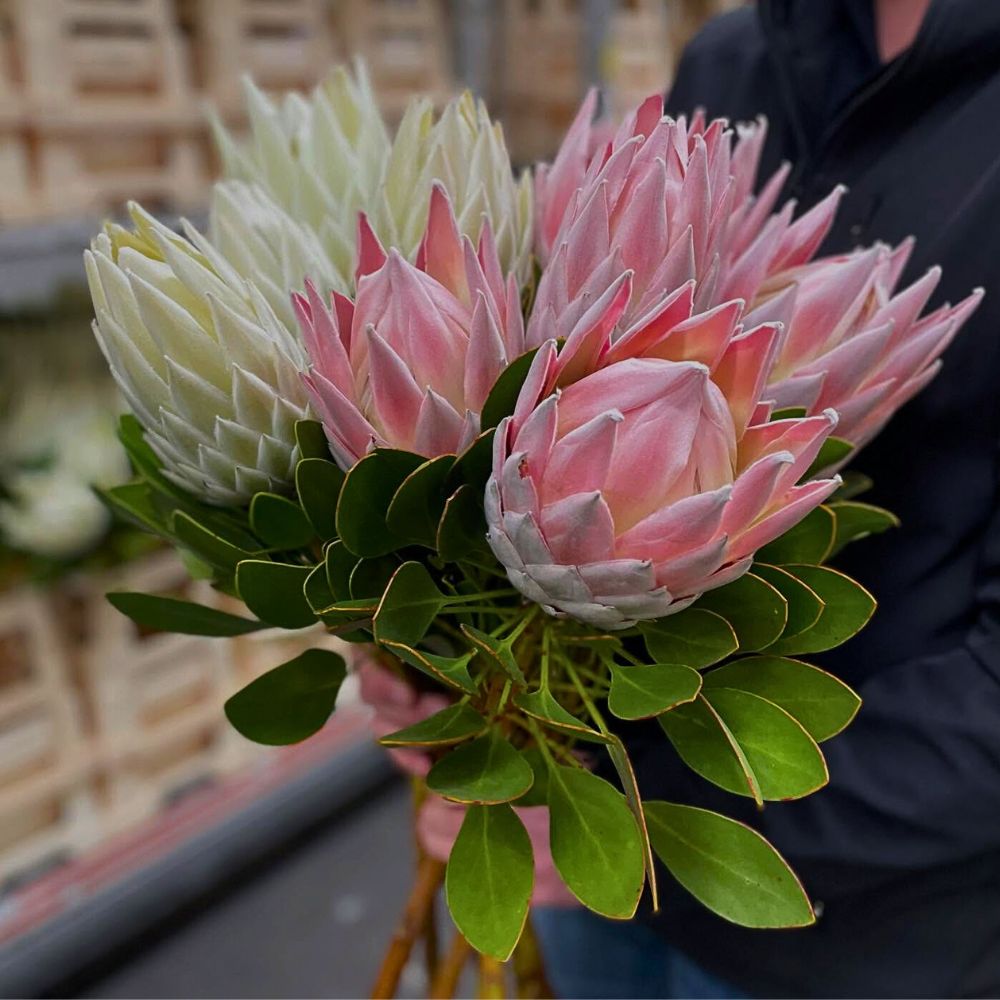 Protea Cynaroides