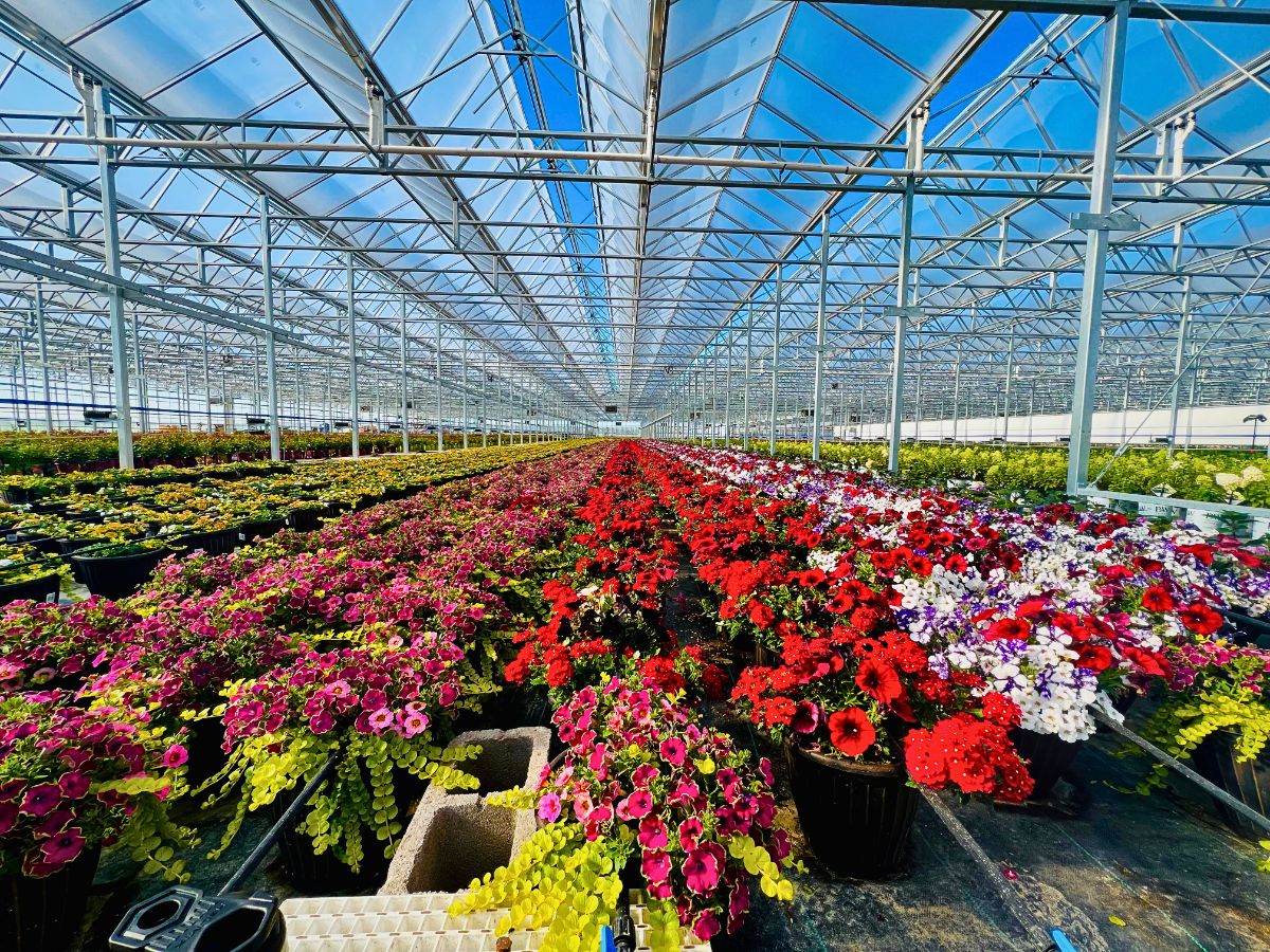 Flower cultivation Creative Soil: How Floriculture Can Lead the Way Out of Our Collective Creativity Crisis
