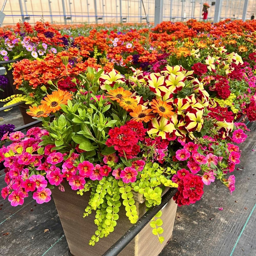 Growing flowers Creative Soil: How Floriculture Can Lead the Way Out of Our Collective Creativity Crisis