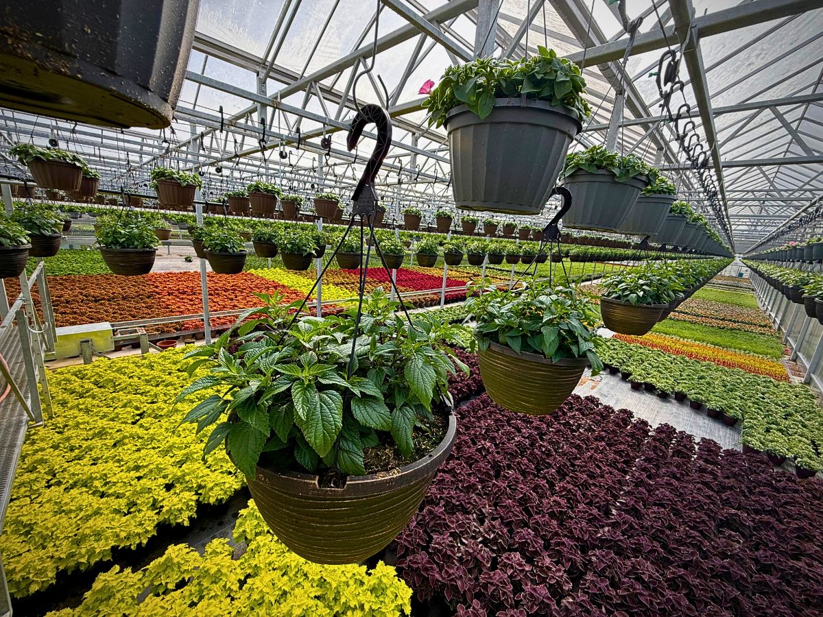 Growing pot plants Creative Soil: How Floriculture Can Lead the Way Out of Our Collective Creativity Crisis