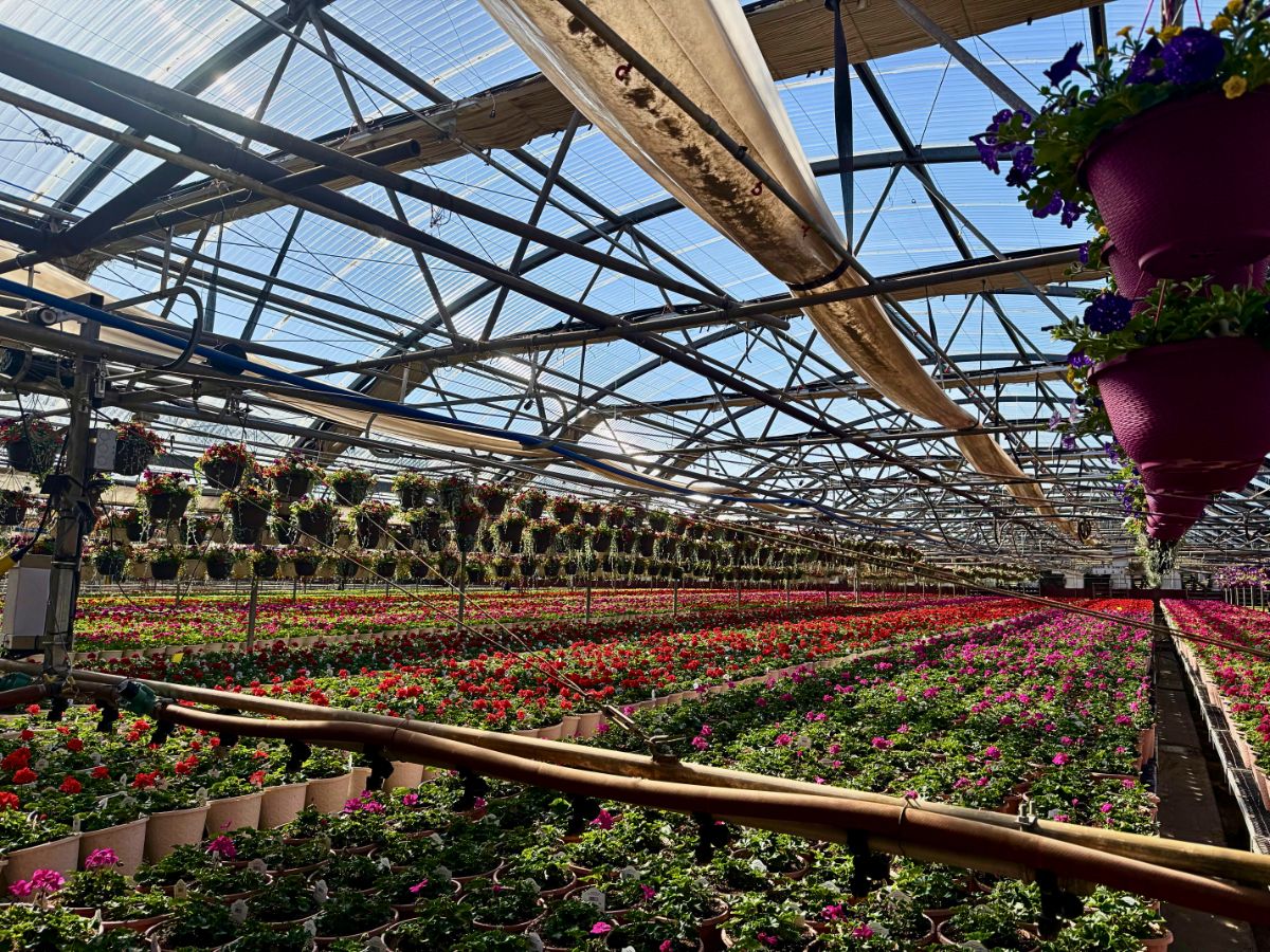 Growing flowers Creative Soil: How Floriculture Can Lead the Way Out of Our Collective Creativity Crisis