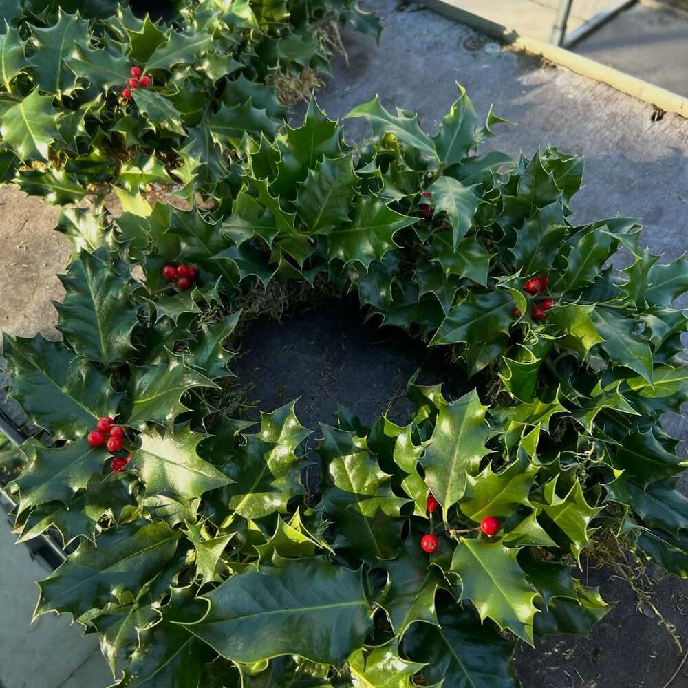 Christmas magic to your garden - Holly