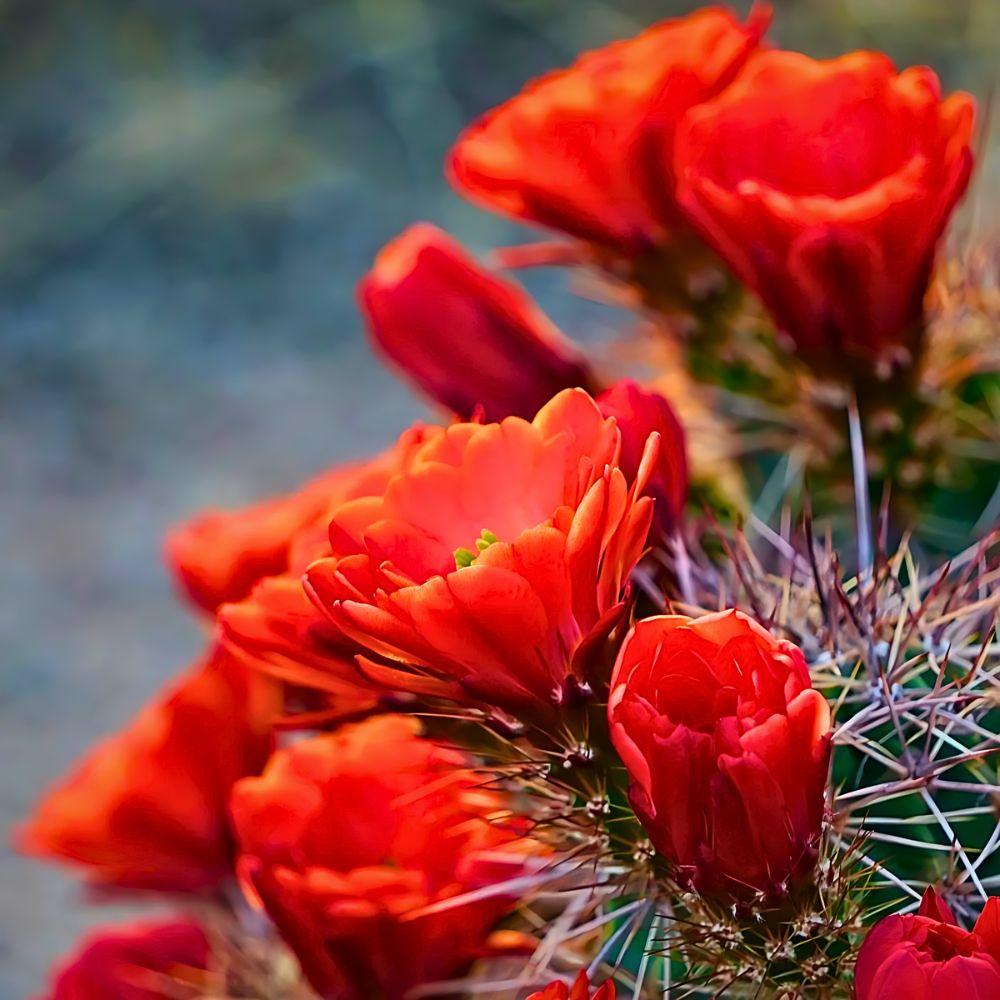 The Kingcup cactus also called claret cup cactus