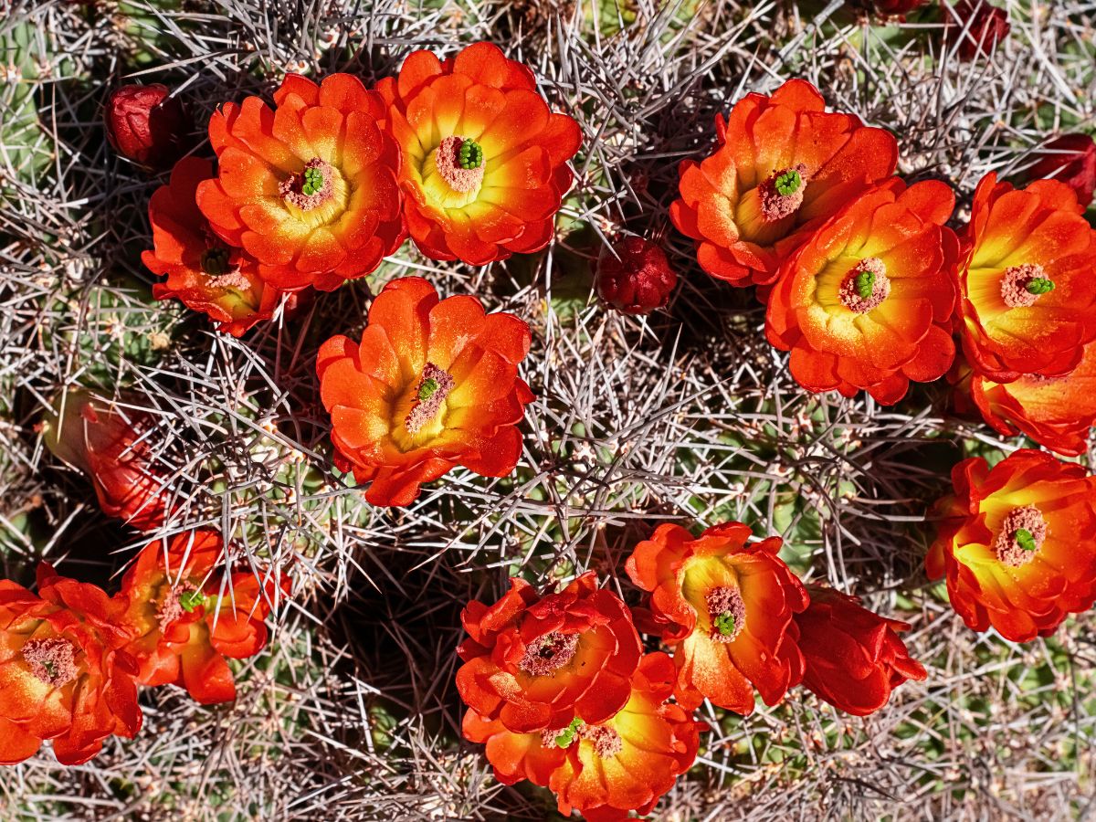 Echinocereus Triglochidiatus, the Claret-Red flowering Cactus