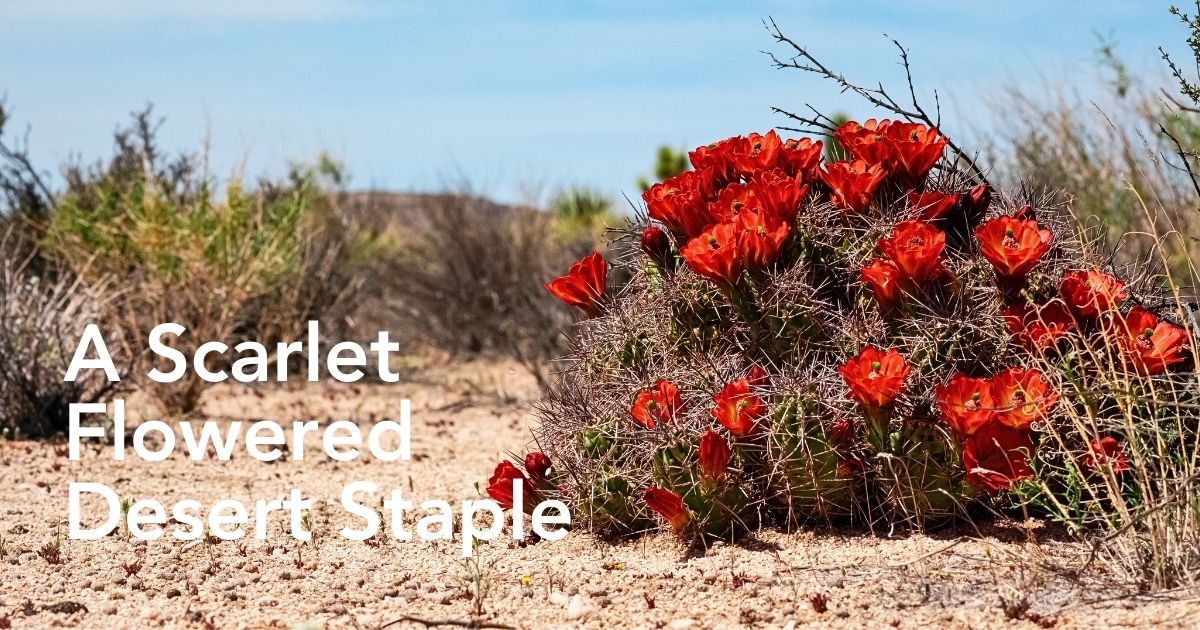Kingcup Cactus Also Called Echinocereus Triglochidiatus, the Claret-Red Blooming Cactus - Thursd Article