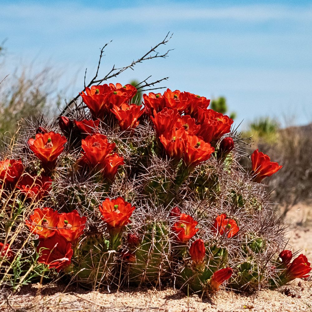 Kingcup cactus growing in the wild
